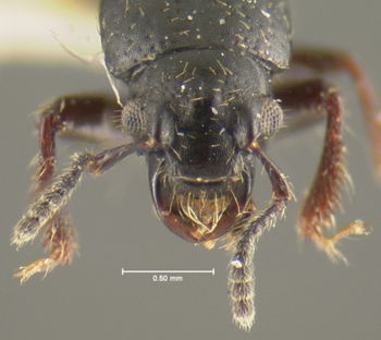 Media type: image;   Entomology 24059 Aspect: head dorsal view